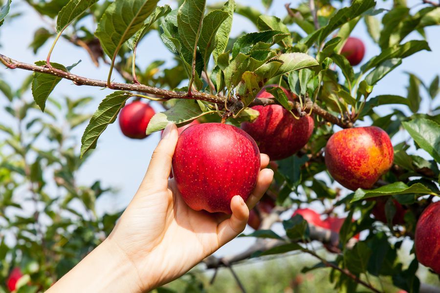 Почему яблоня не плодоносит