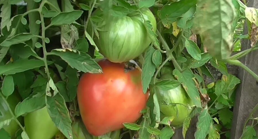 Как сохранить помидоры до зимы, не срывая их с куста
