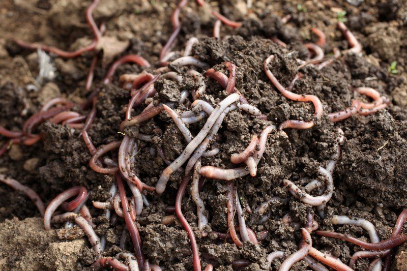 4 эффективных способа повысить плодородие почвы
