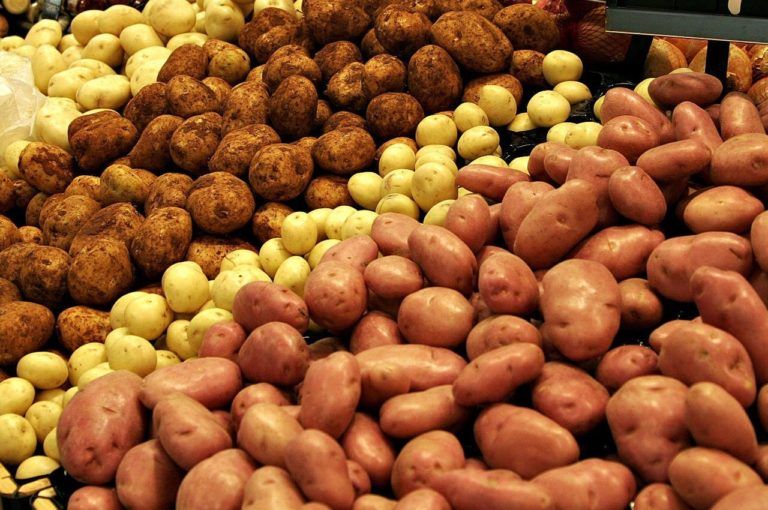 Стоит ли мыть выкопанный картофель, если планируете хранить его долго?