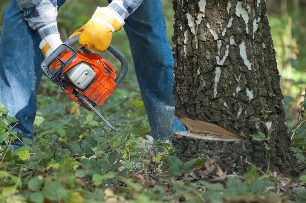 Как спилить дерево правильно