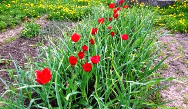 Совместимость растений на одной грядке: чеснок и тюльпаны