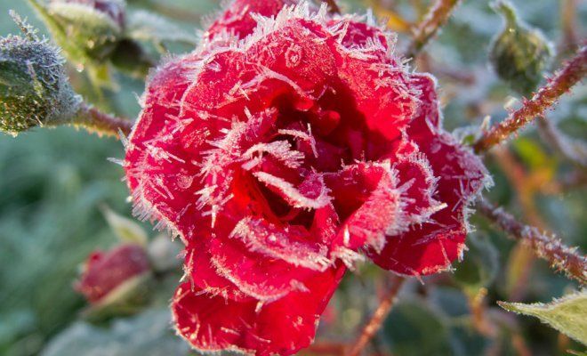 Правила снятия зимнего укрытия с роз