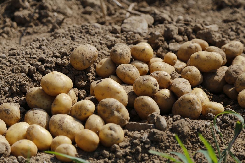 Секретные технологии выращивания картошки