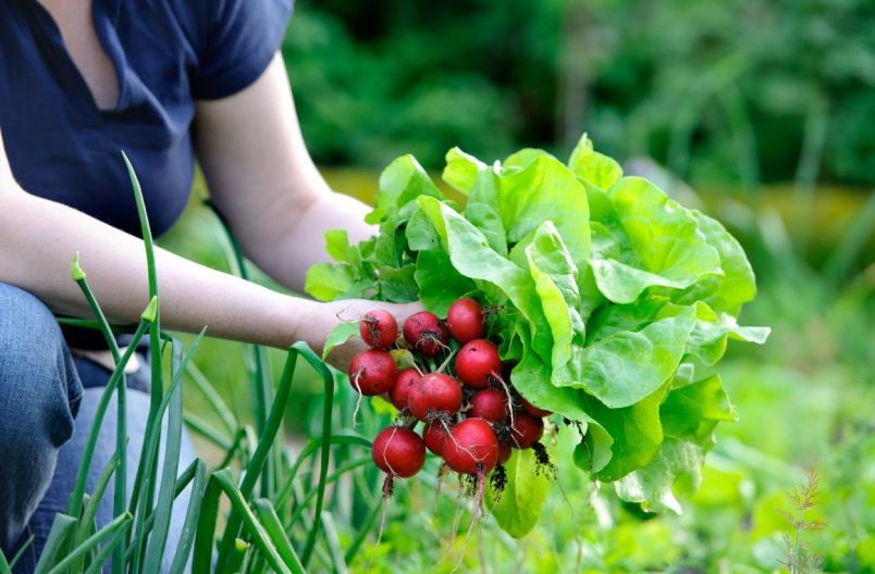 Какие овощи и зелень можно посадить в августе и собрать второй урожай?