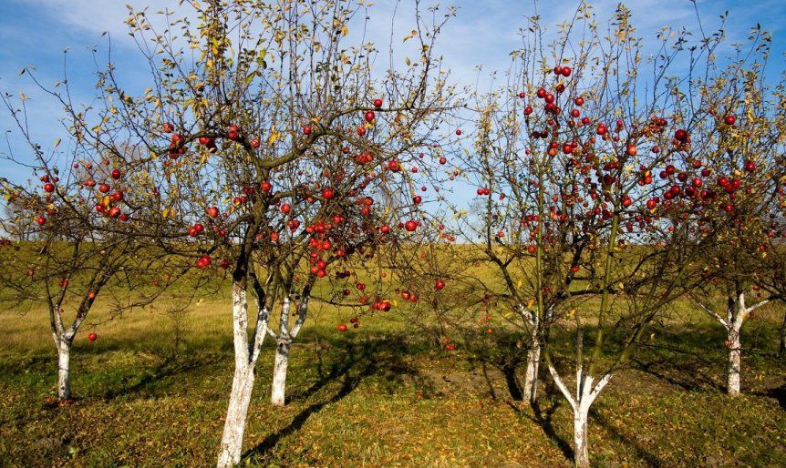 Как защитить деревья от вредителей осенью