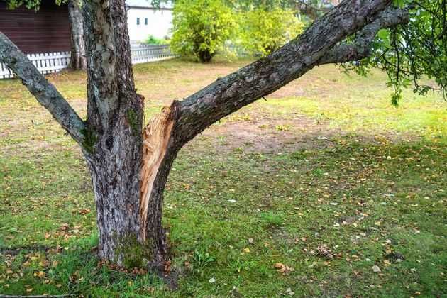 Как забинтовать большую рану на  дереве