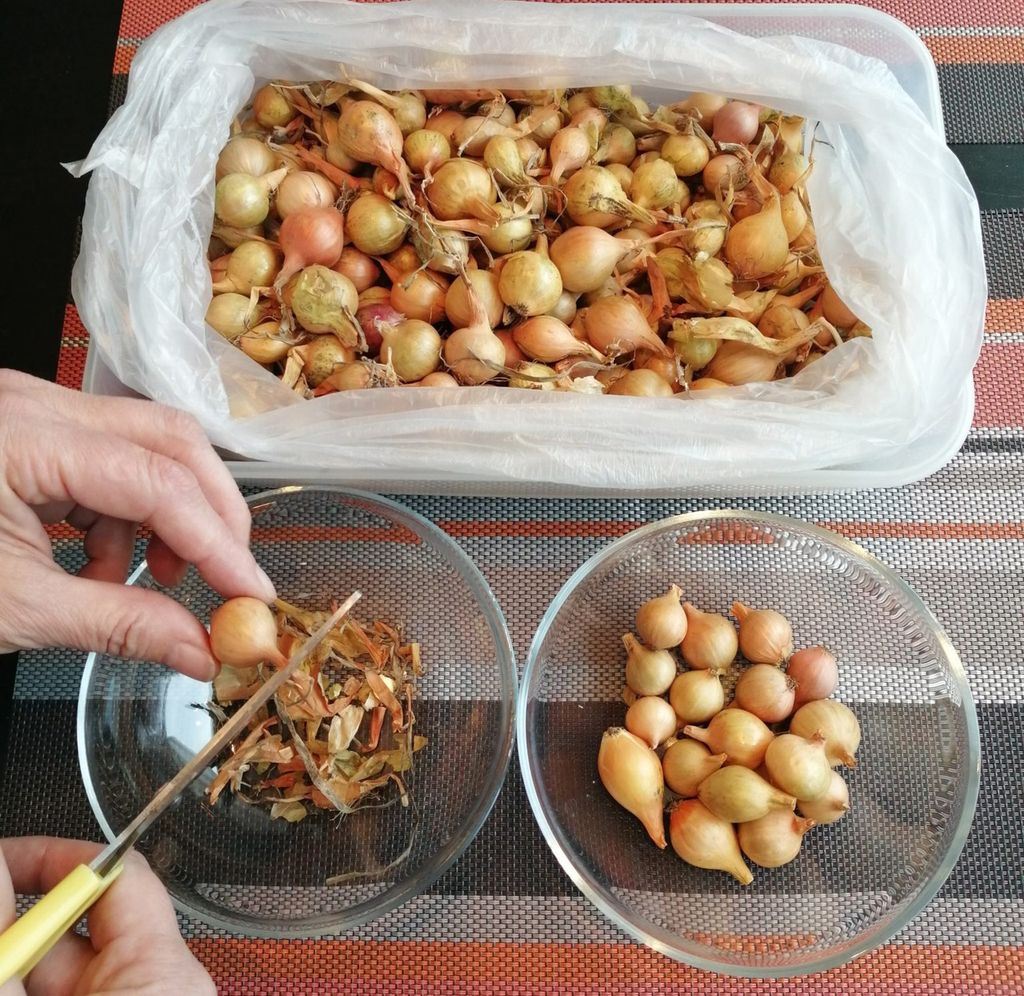 Как обработать лук-севок перед посадкой для хорошего урожая
