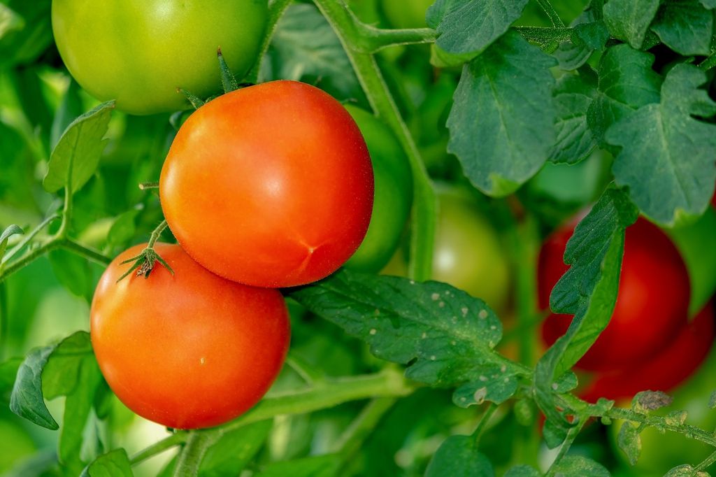 Семь правил большого урожая помидор
