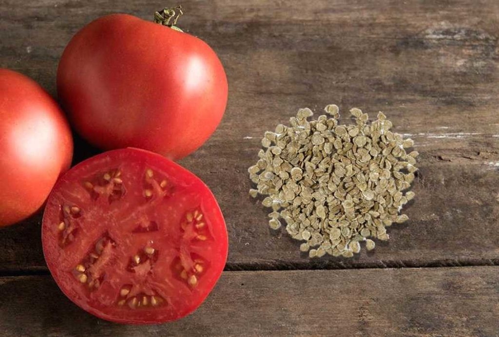 Семена помидор: выбираем лучшие сорта, правила посева и пересадки