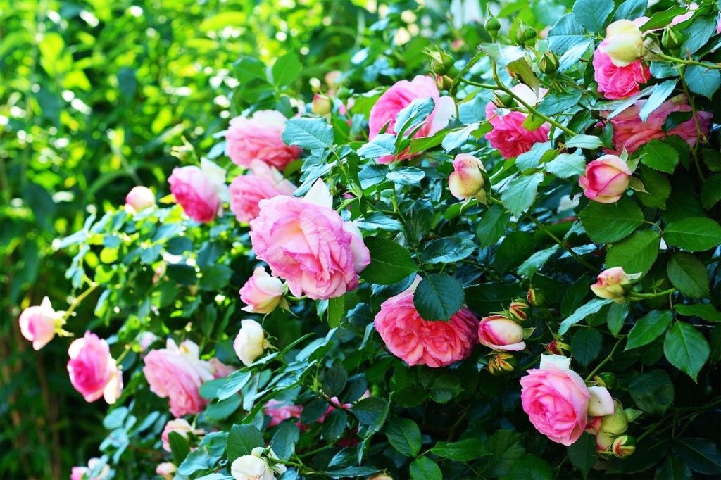 Несколько простых советов по уходу за розами на даче