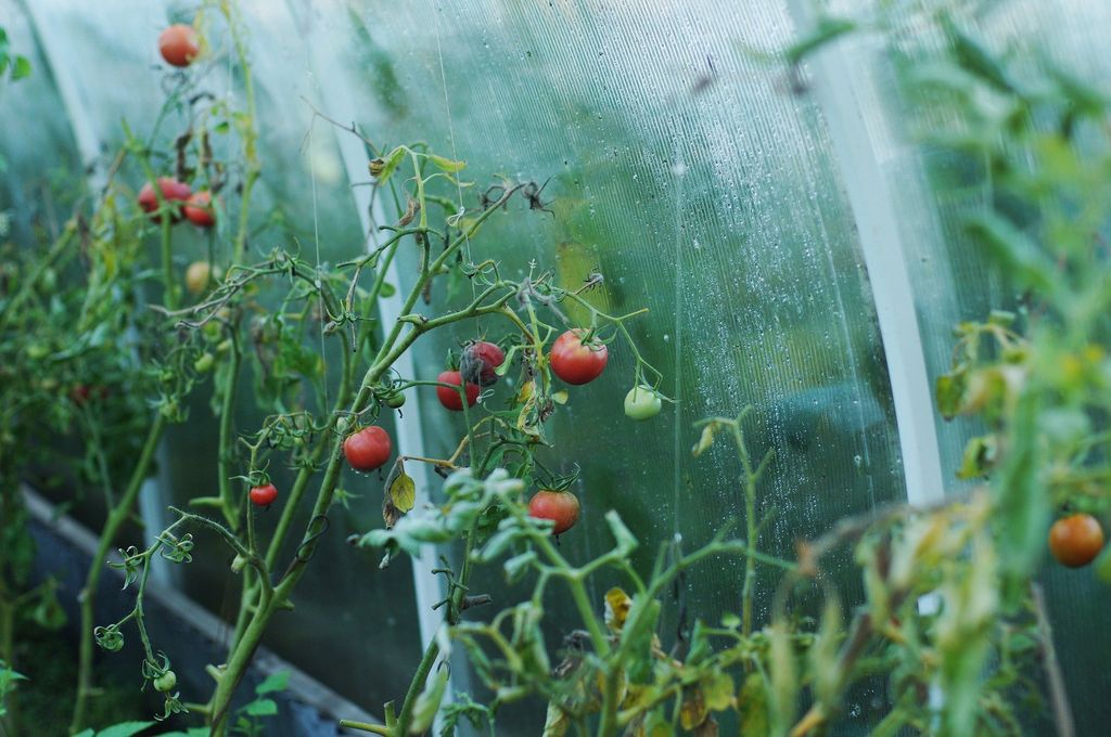  Уход за томатами при помощи медного купороса