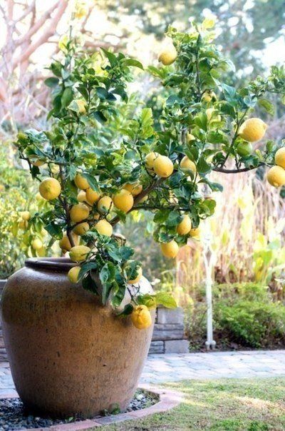 Разведение лимонов дома