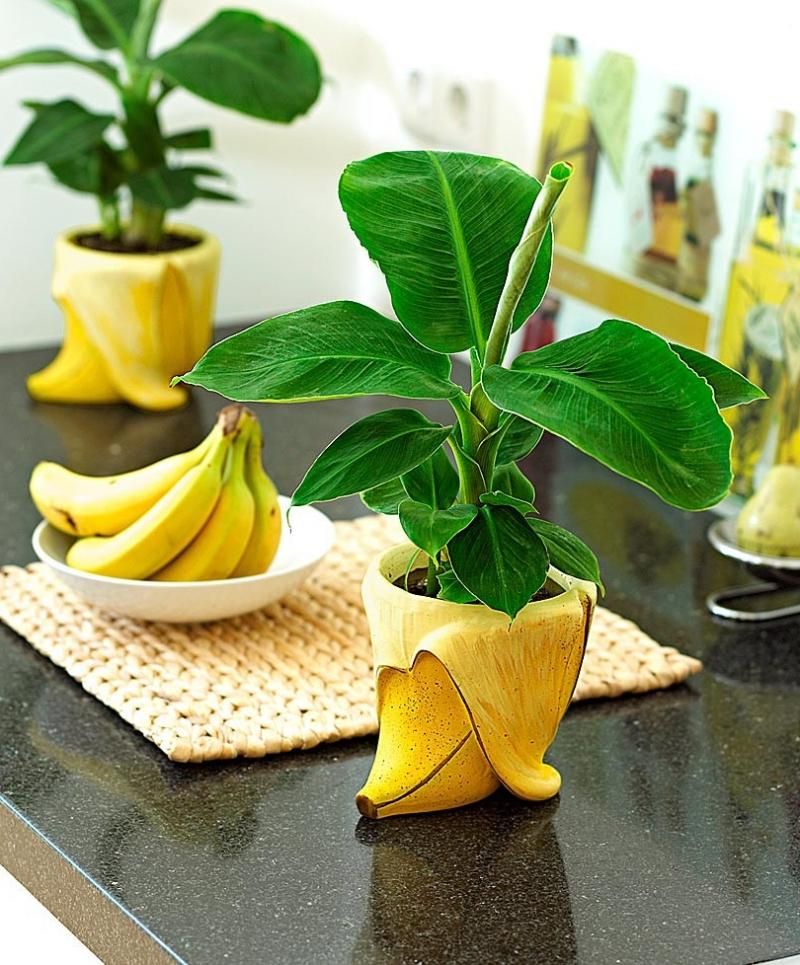 Как вырастить дома банан