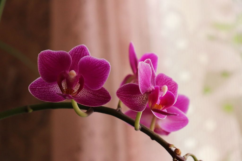 3 правила, чтобы ваша орхидея росла красивой