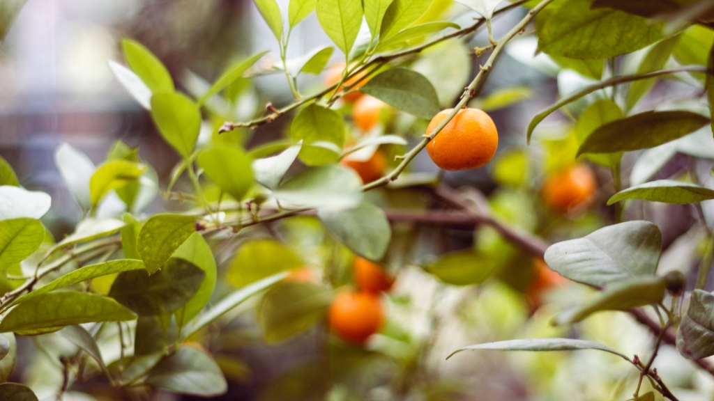 Как вырастить дома мандариновое дерево из косточки