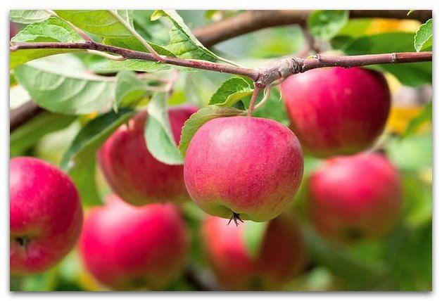 Секреты хорошего урожая яблок: наклон ветки