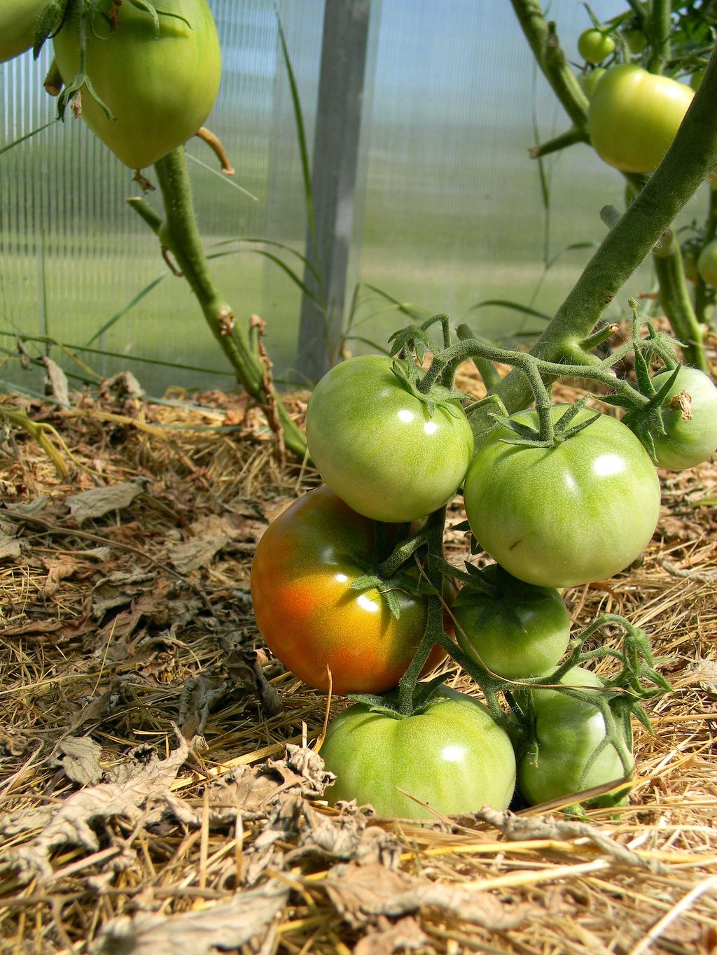 Простые правила посадки томатов в теплице 