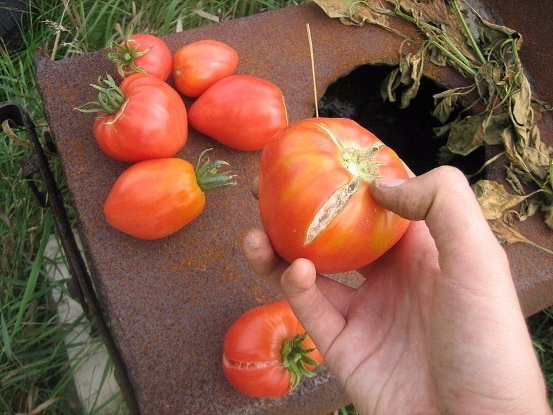 Что делать что бы помидоры не трескались